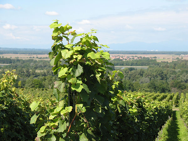 Blick vom Rebberg ins Rheintal